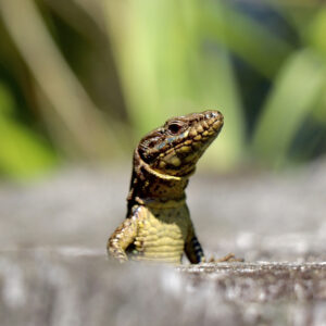 Balthazar le lézard, en direct de la Haute-Loire