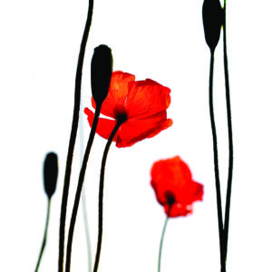 Coquelicots accompagnés de leurs sentinelles...