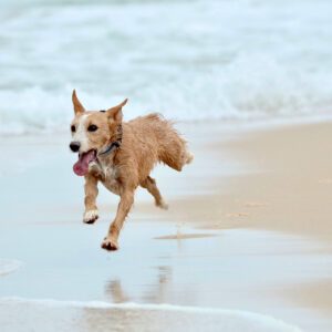 Le chien qui vole...