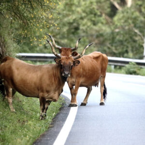Vaches Barrosã près de Sistelo (Portugal)