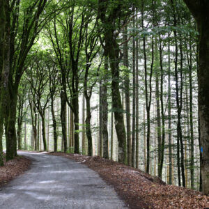 La route des hêtres, en Corrèze