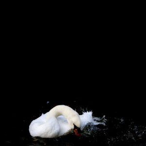 Il suffira d'un cygne...