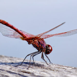 Libellule écarlate