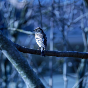 Moineau