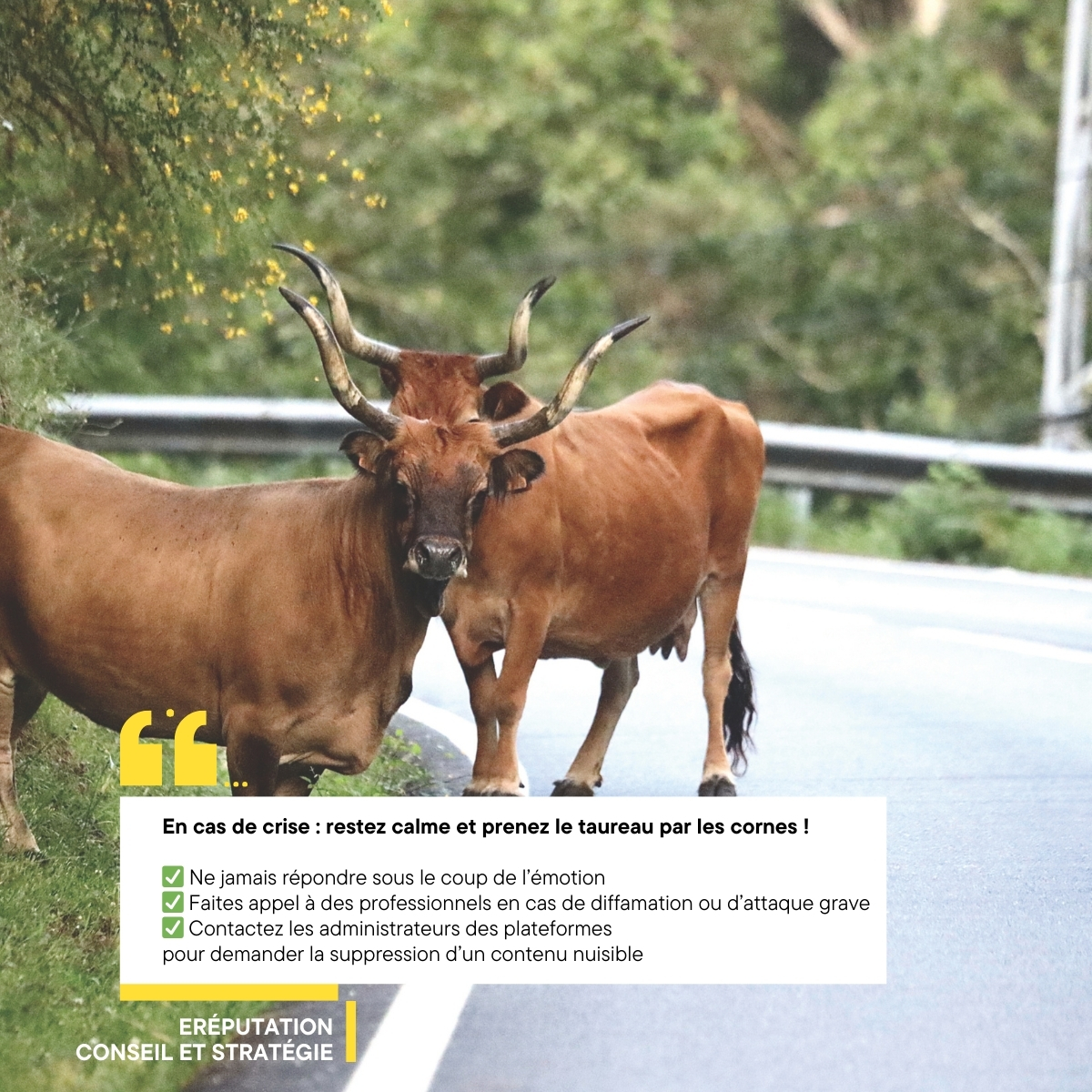 En cas de crise : restez calme et prenez le taureau par les cornes !